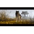 Game Ghost Of Yotei Standard Edition (PS5)